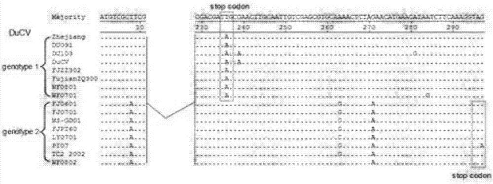 Duck circovirus ORF3 nucleus location NLS sequence and application thereof