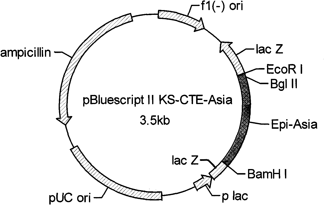 Asia 1-type FMDV compound multiepitope