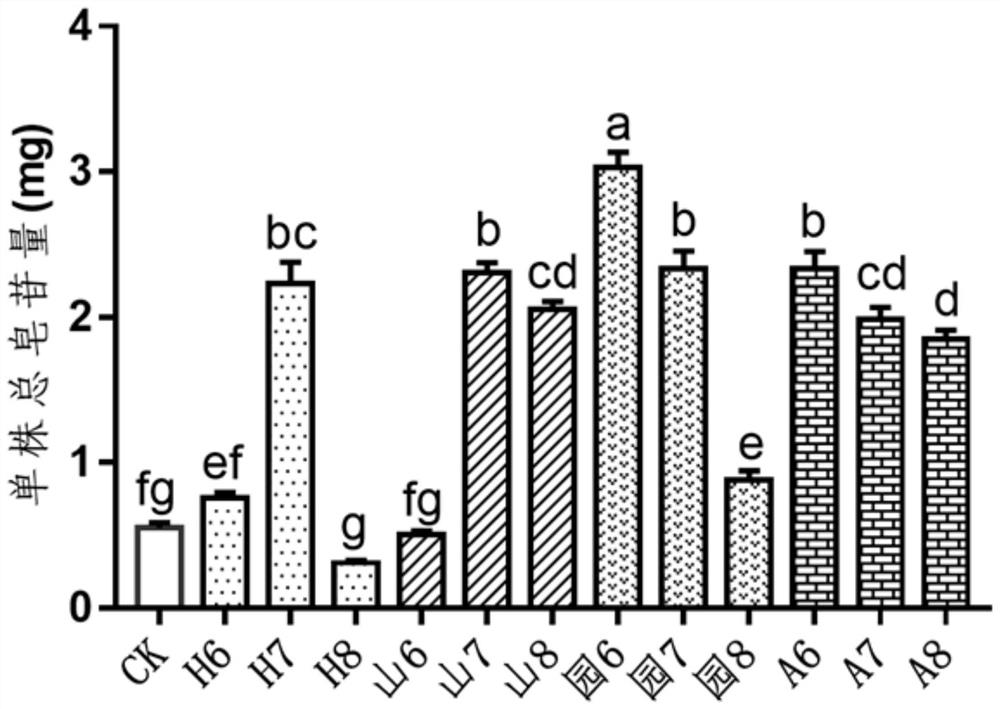 Water culture method of gynostemma pentaphylla