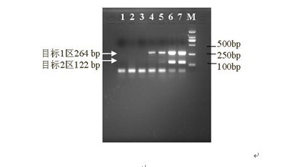 Single-tube multi-primer mini-pool (MP) HIV (human immunodeficiency virus) nucleic acid test kit