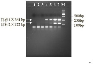 Single-tube multi-primer mini-pool (MP) HIV (human immunodeficiency virus) nucleic acid test kit