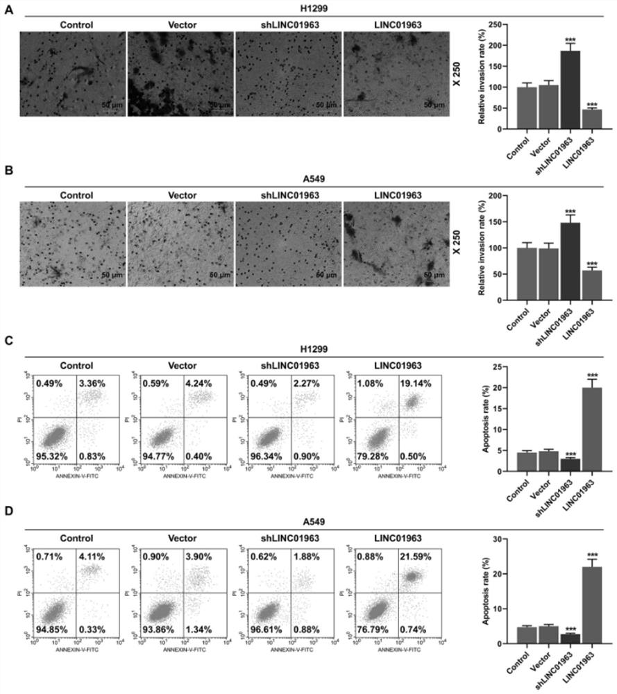 Long non-coding RNALINC01963 as lung cancer tumor marker and therapeutic target