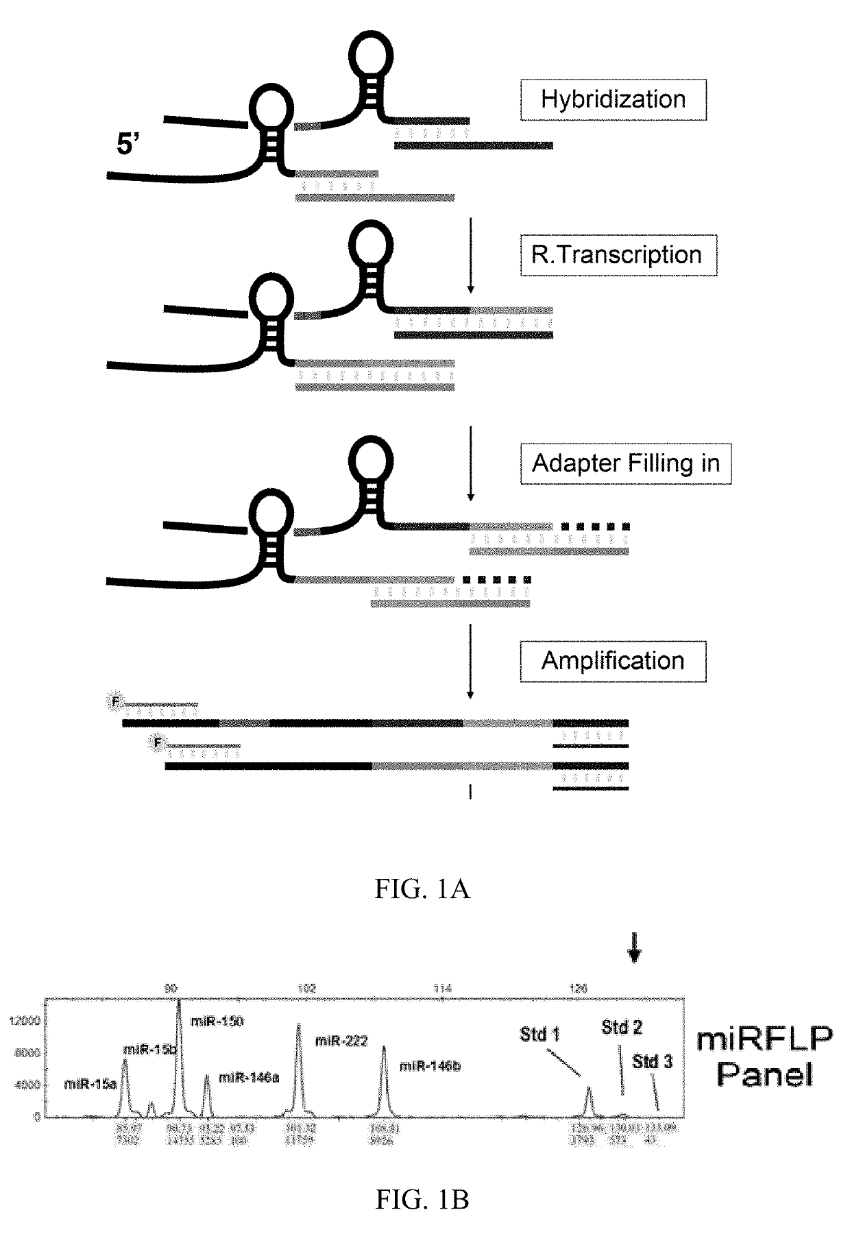 Method for quantitative measuring short RNA using amplified DNA fragment length polymorphism