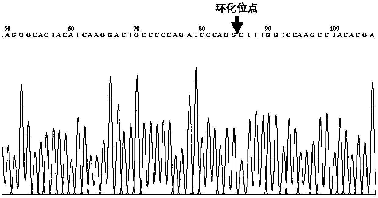 Goat circular RNA, and identification method and functional application thereof
