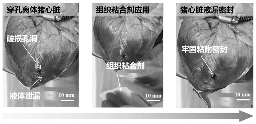 Chitosan-based biological tissue adhesive and its preparation method and application