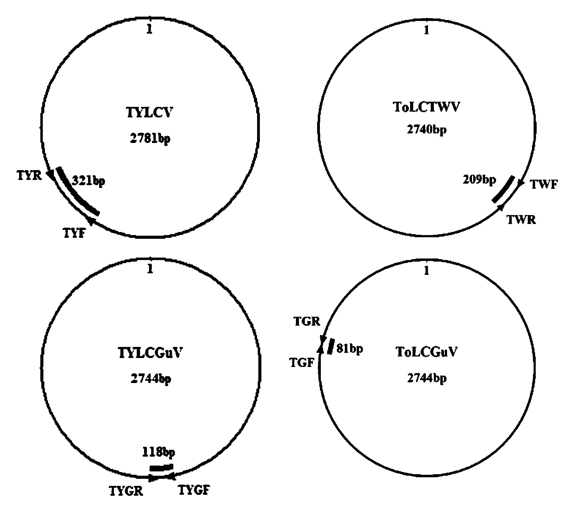 Method and kit for synchronously detecting four viruses inducing tomato yellow leaf curl disease