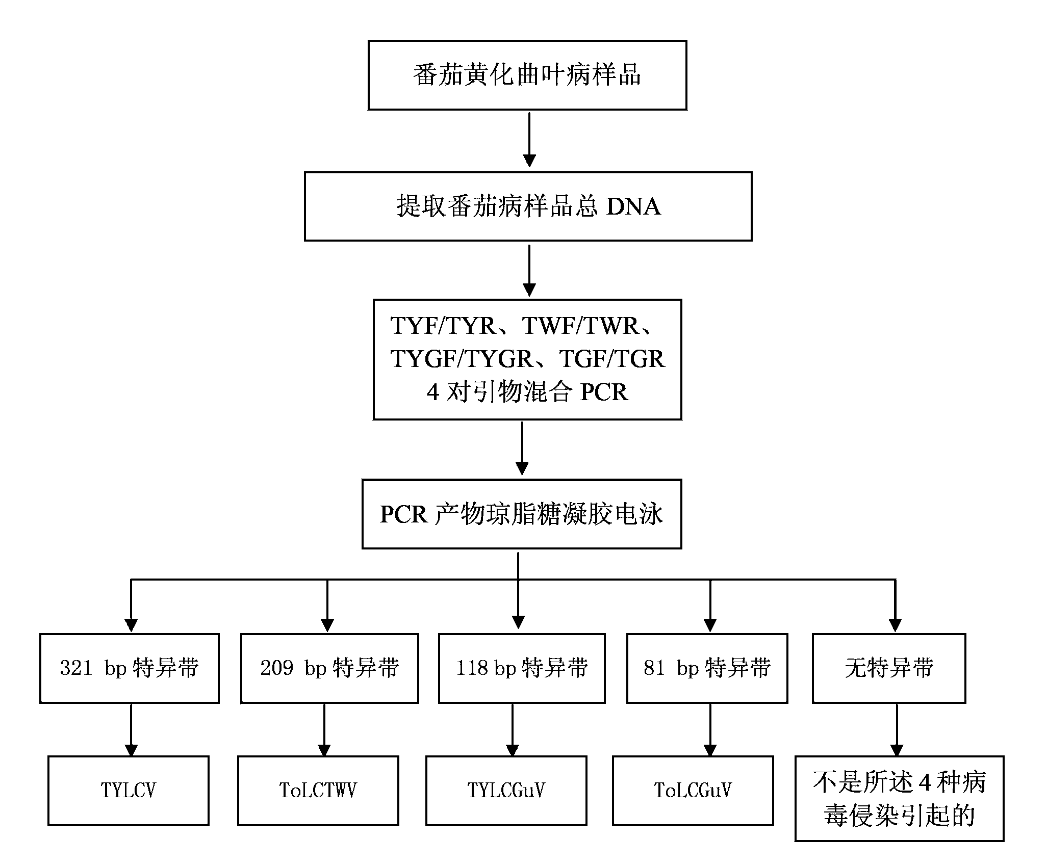 Method and kit for synchronously detecting four viruses inducing tomato yellow leaf curl disease