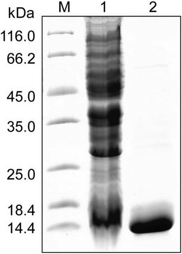 Recombinant Escherichia coli with efficiently expressed [2Fe2S] ferredoxin and application of recombinant Escherichia coli