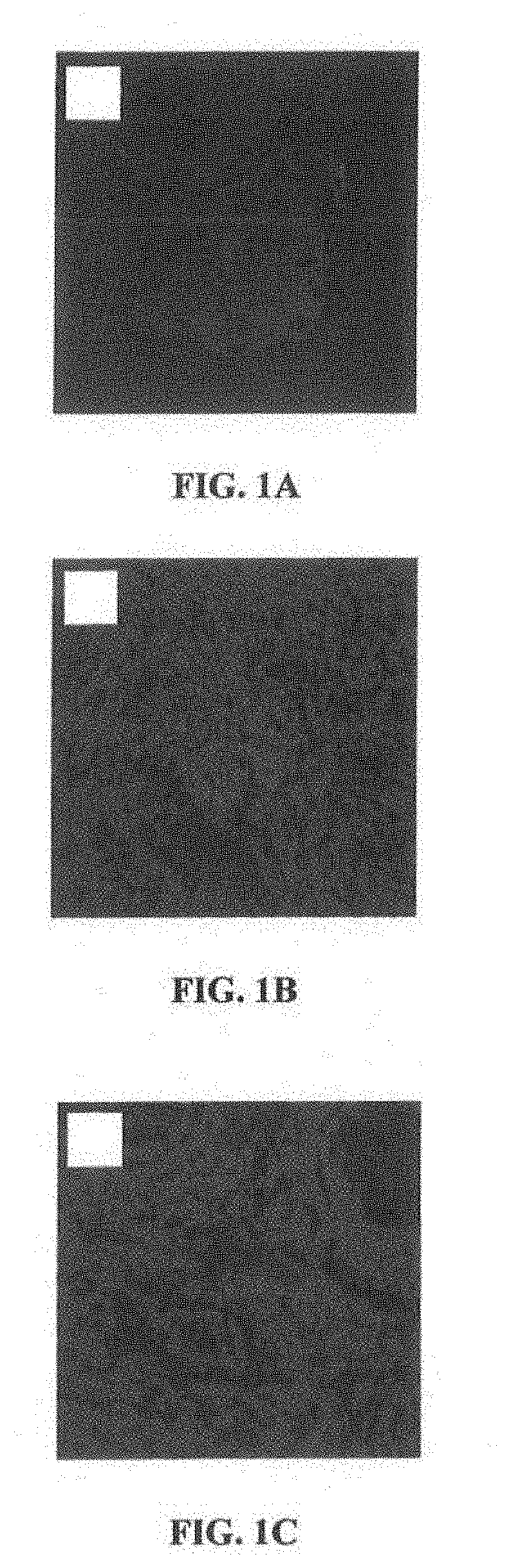 Methods and Compositions  for Producing Germ Cells from Bone Marrow Derived Germline Stem Cells