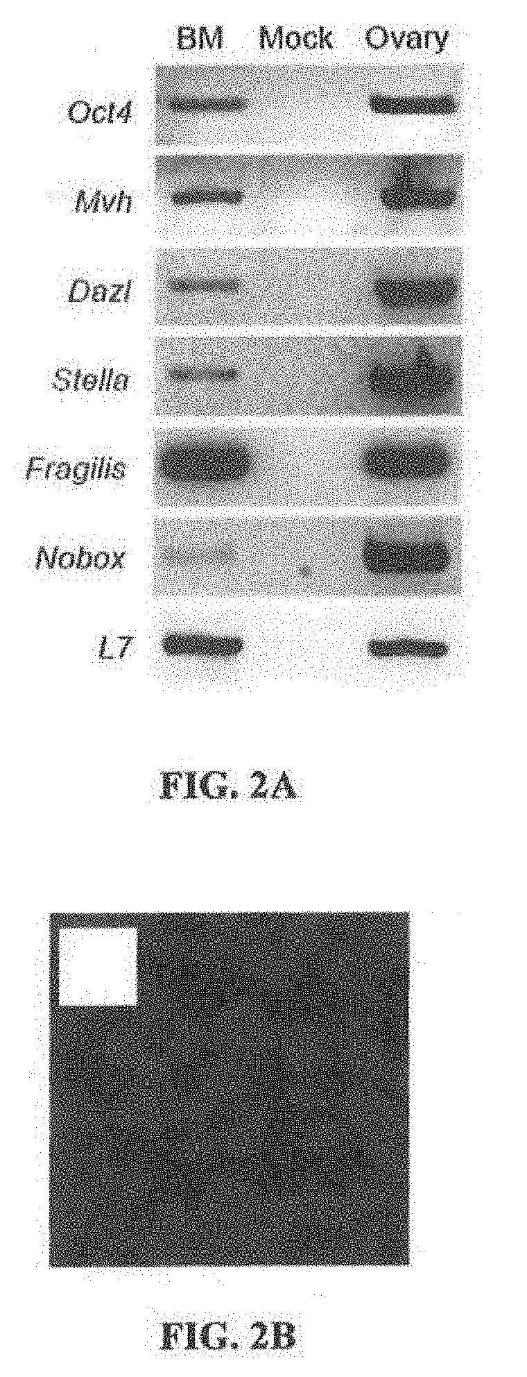 Methods and Compositions  for Producing Germ Cells from Bone Marrow Derived Germline Stem Cells