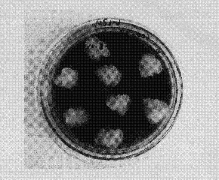 Spruce somatic embryogenesis and plant regeneration method