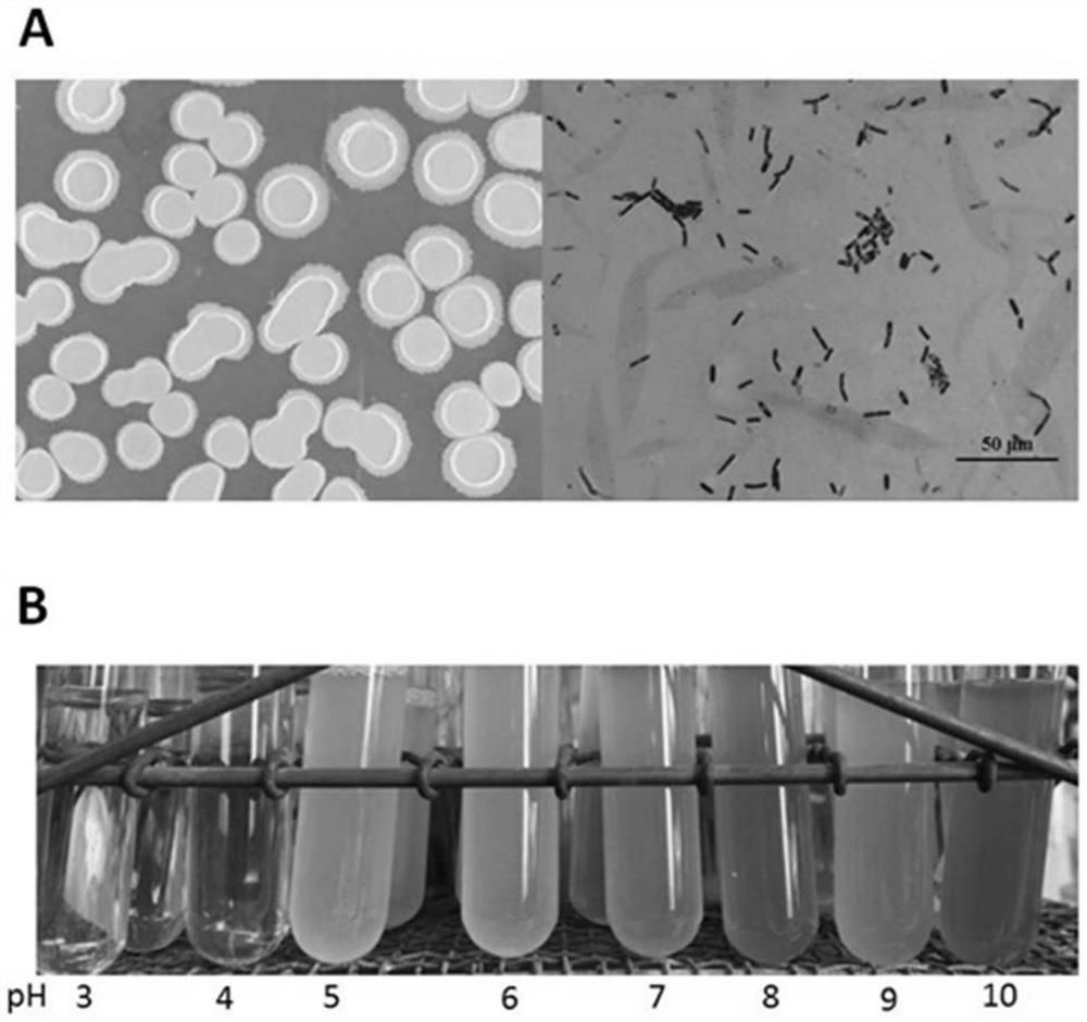 A strain of acid-resistant Bacillus amyloliquefaciens kc-5 and its application