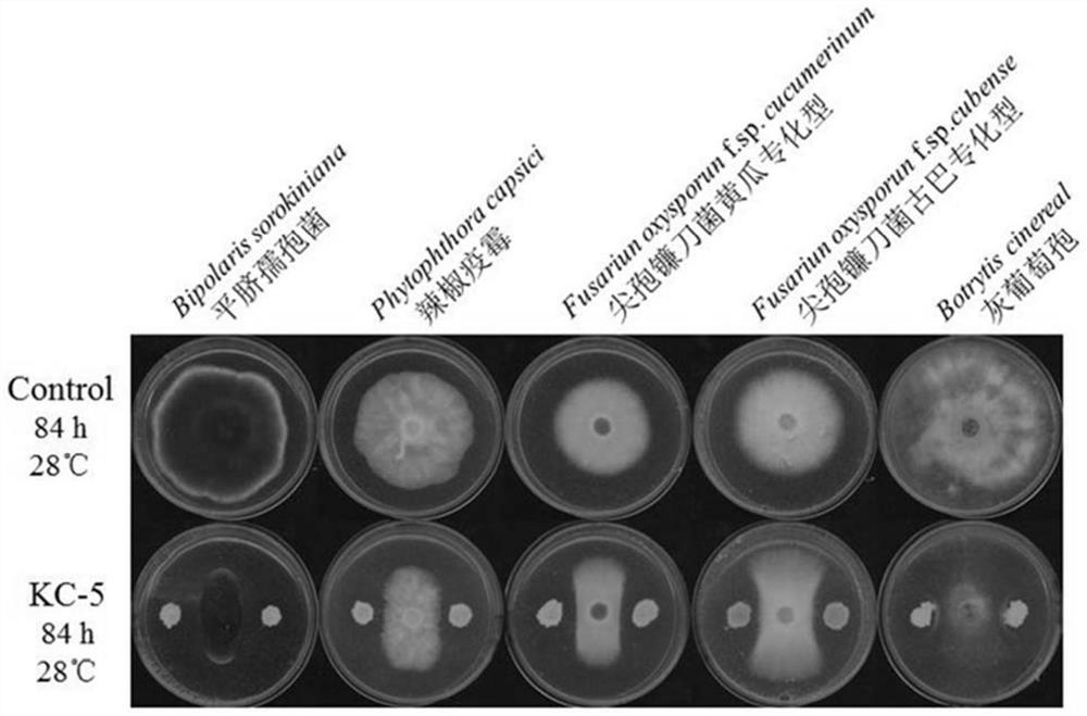 A strain of acid-resistant Bacillus amyloliquefaciens kc-5 and its application