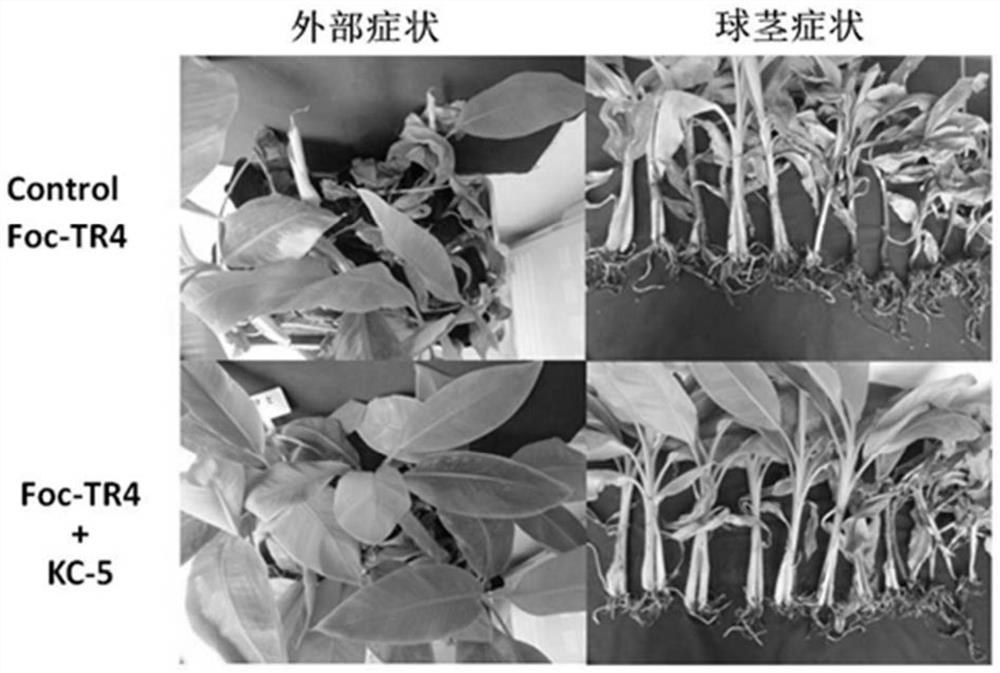 A strain of acid-resistant Bacillus amyloliquefaciens kc-5 and its application