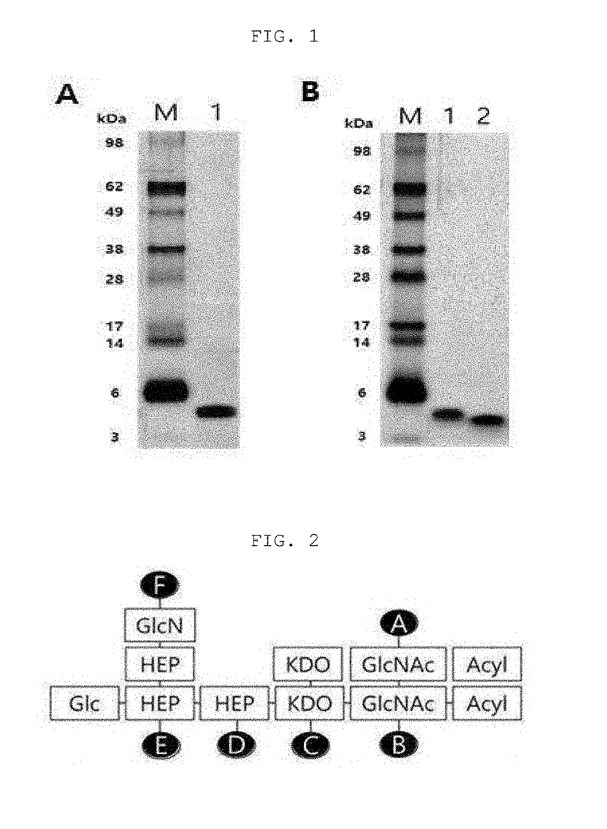 Immune modulator and vaccine composition containing the same