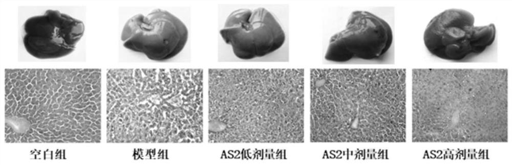 Application of Arenaria kansuensis Maxim