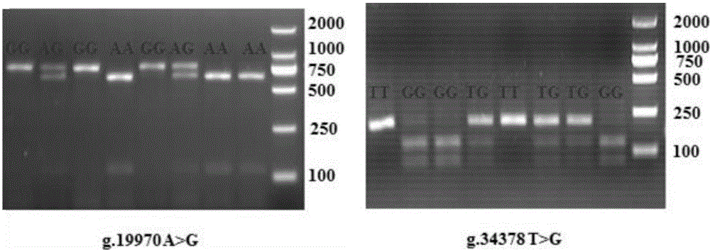 Group of SNP (single nucleotide polymorphism) molecular markers for screening and detecting ejaculatory amount and fresh sperm activity level of stud bulls