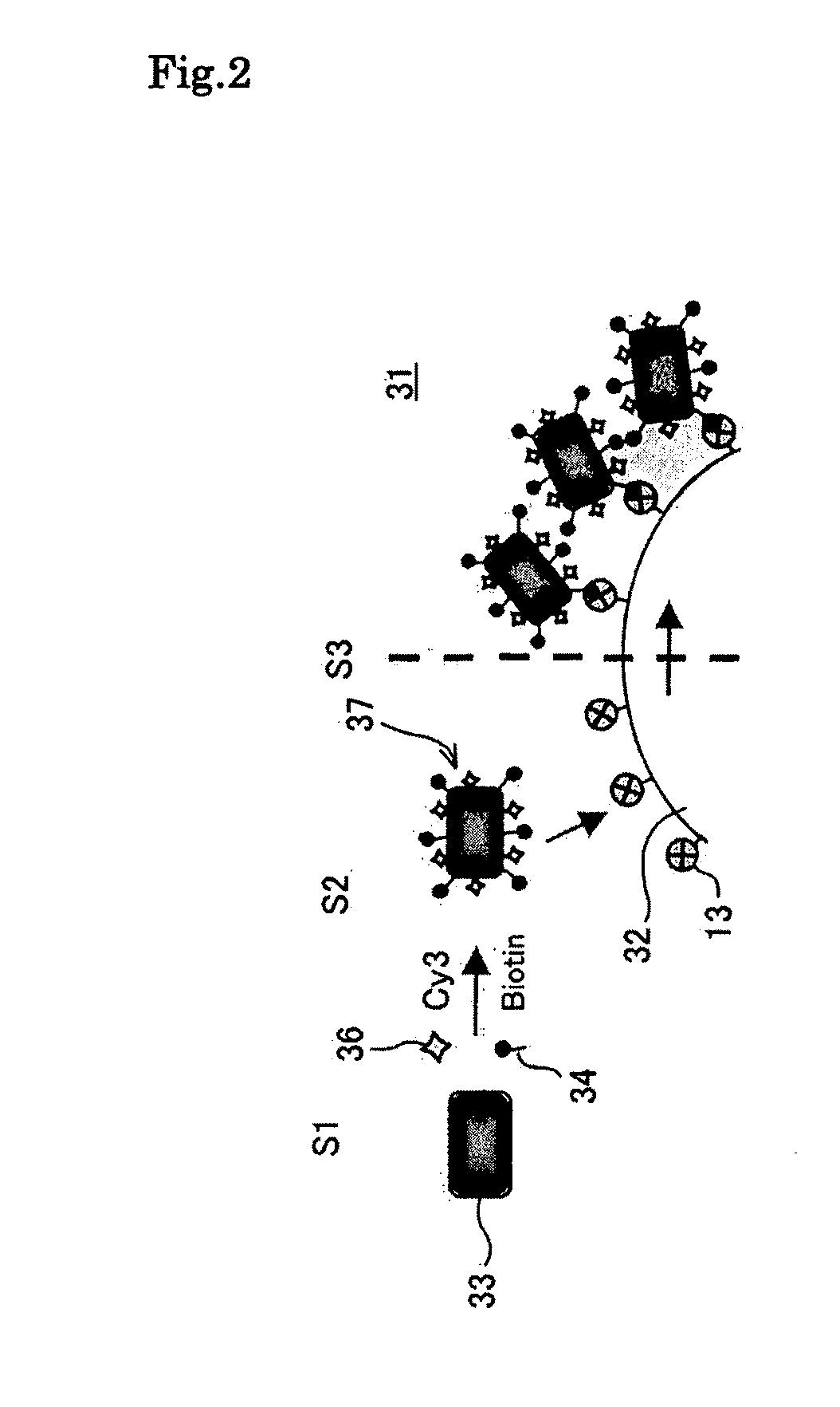 Magnetic particle holding carrier and method for preparing the same
