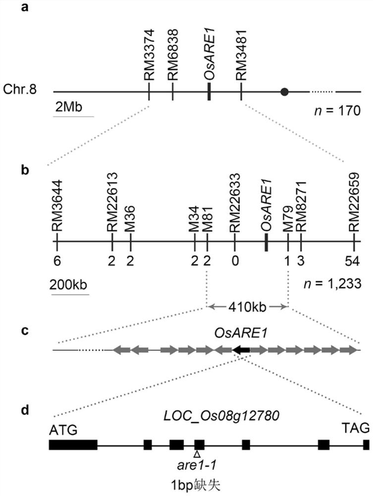 Application of the protein Osare1 in the regulation of plant senescence