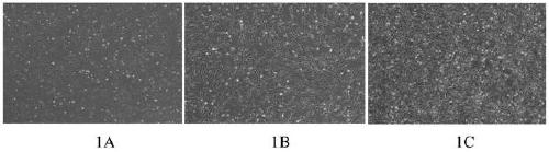 A serum-free step-by-step culture method of huc-msc and huc-msc obtained by said method