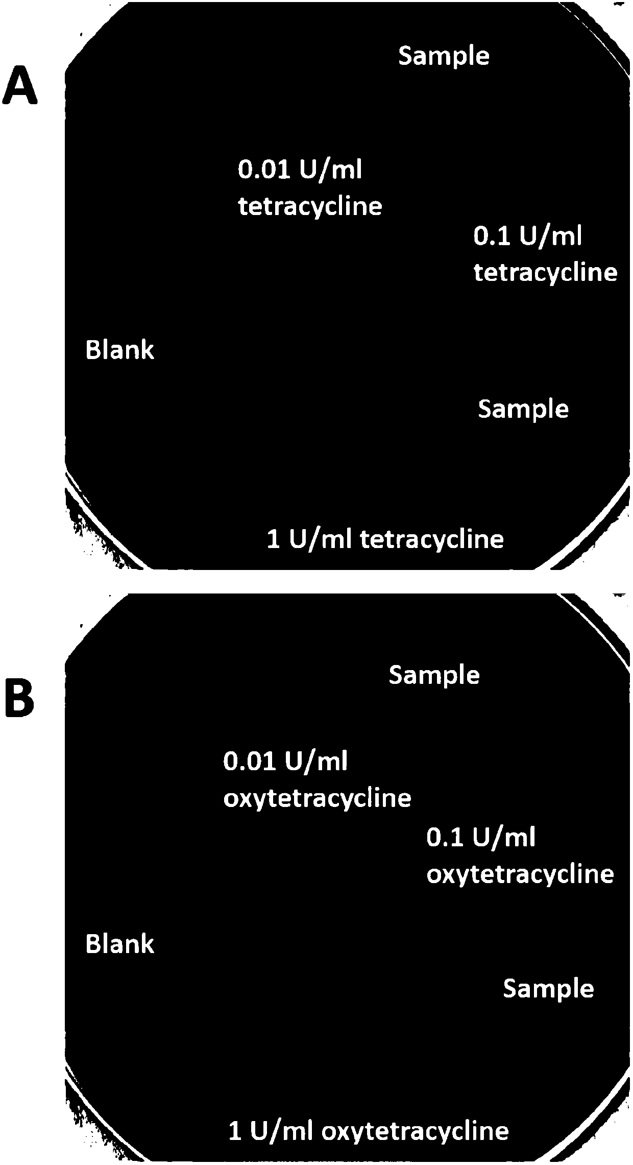 Method for testing tetracycline antibiotic residue in cattle pulmonary surfactant extract