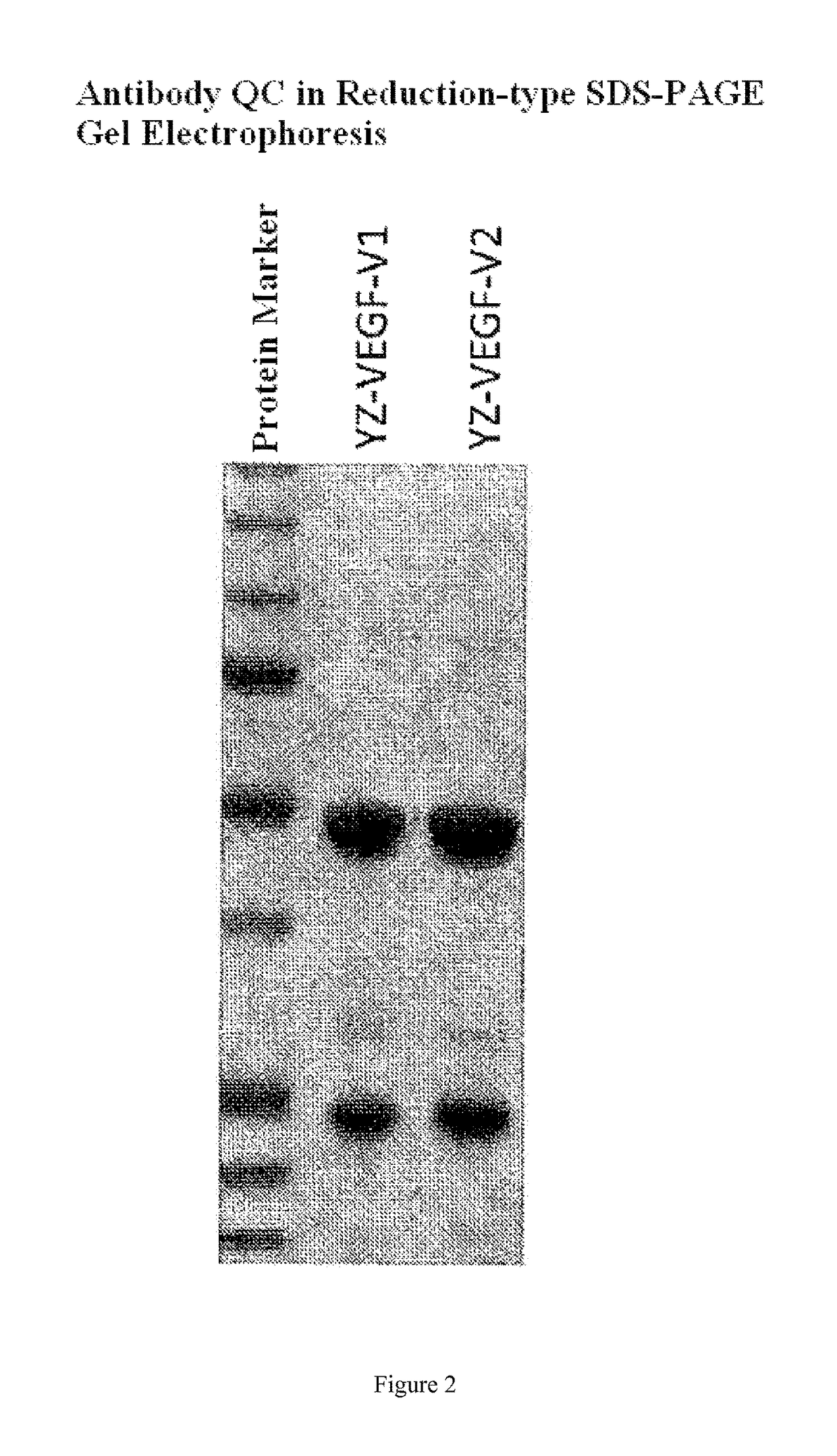 Epidermal growth factor receptor antibody