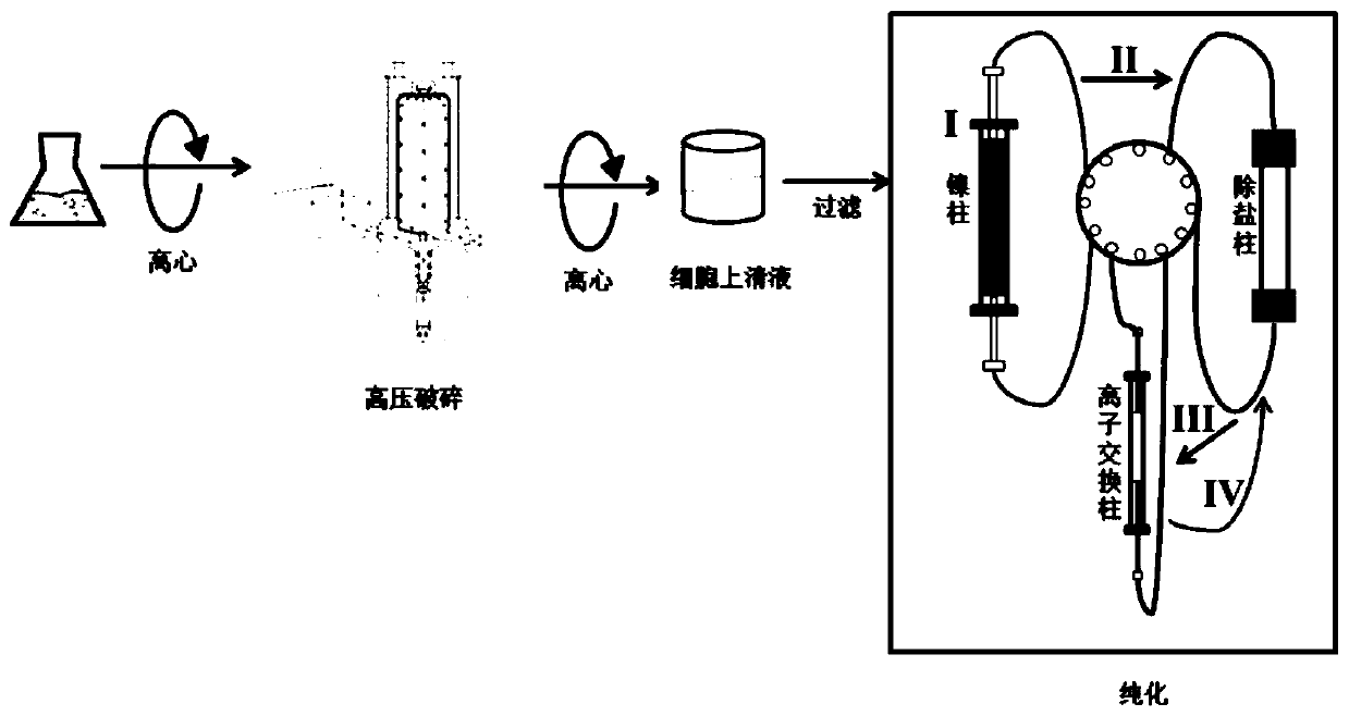 Method for purifying gram-grade mechanical functional proteins on large scale