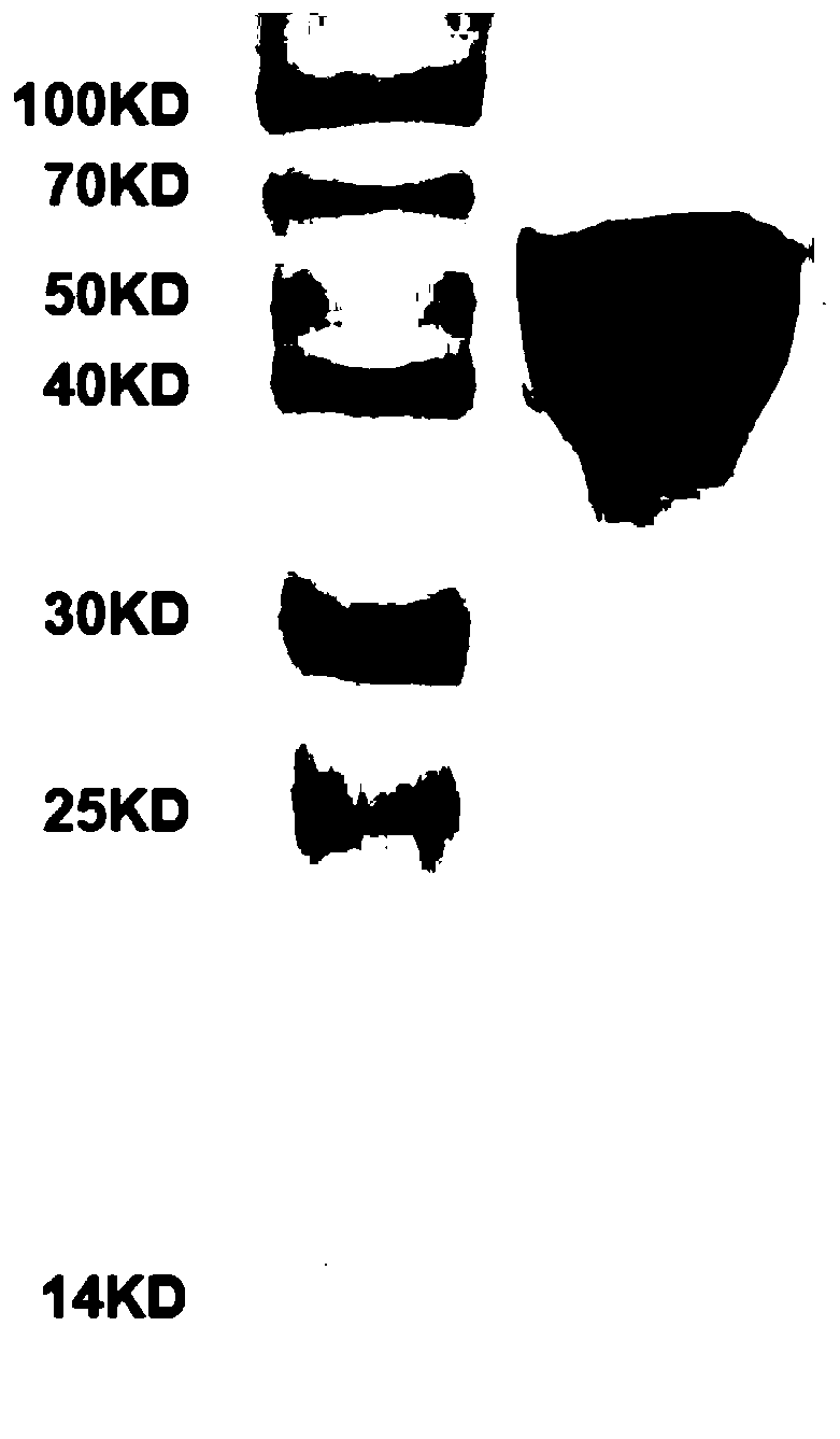 Method for purifying gram-grade mechanical functional proteins on large scale