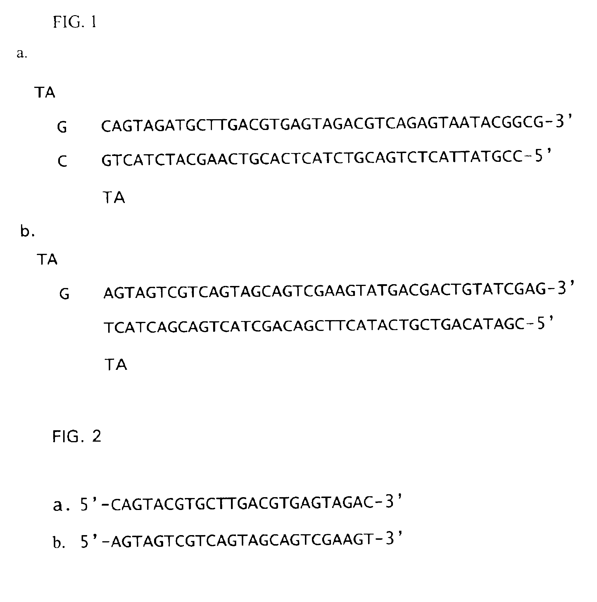 Polymerase chain reaction of DNA of which base sequence is completely unidentified