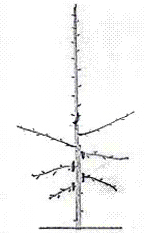 Two-branch one-trunk forming and planting method and reshaping method for apple trees