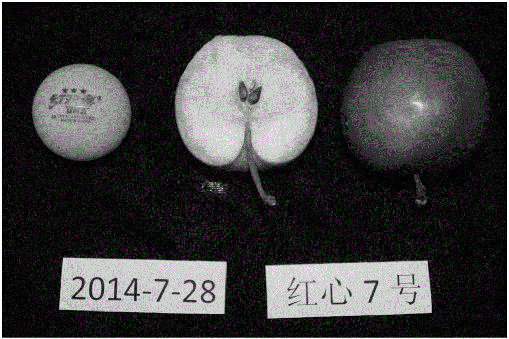 Fruit tree multi-provenance quality seed breeding method