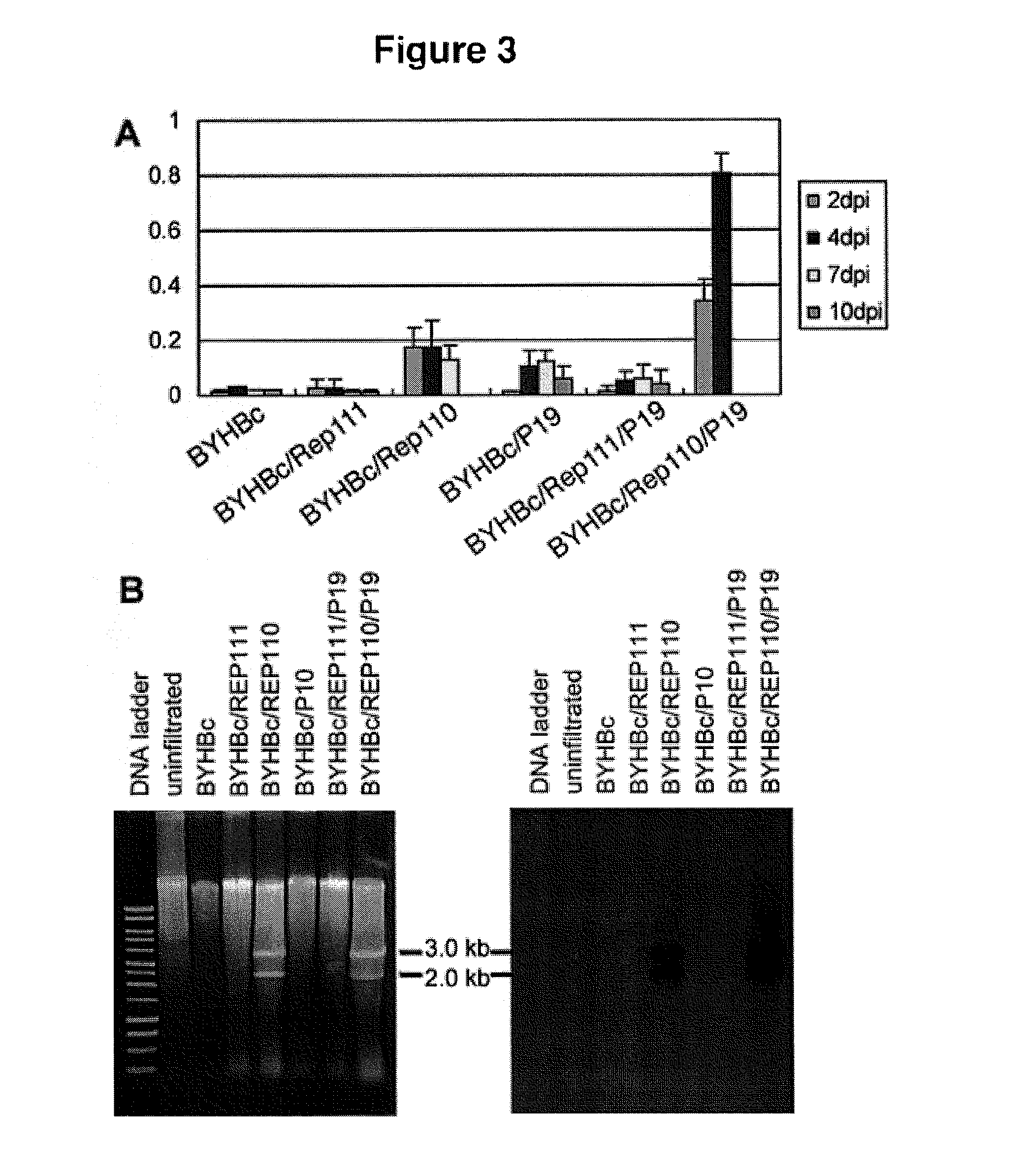 DNA replicon system for high-level rapid production of vaccines and monoclonal antibody therapeutics in plants