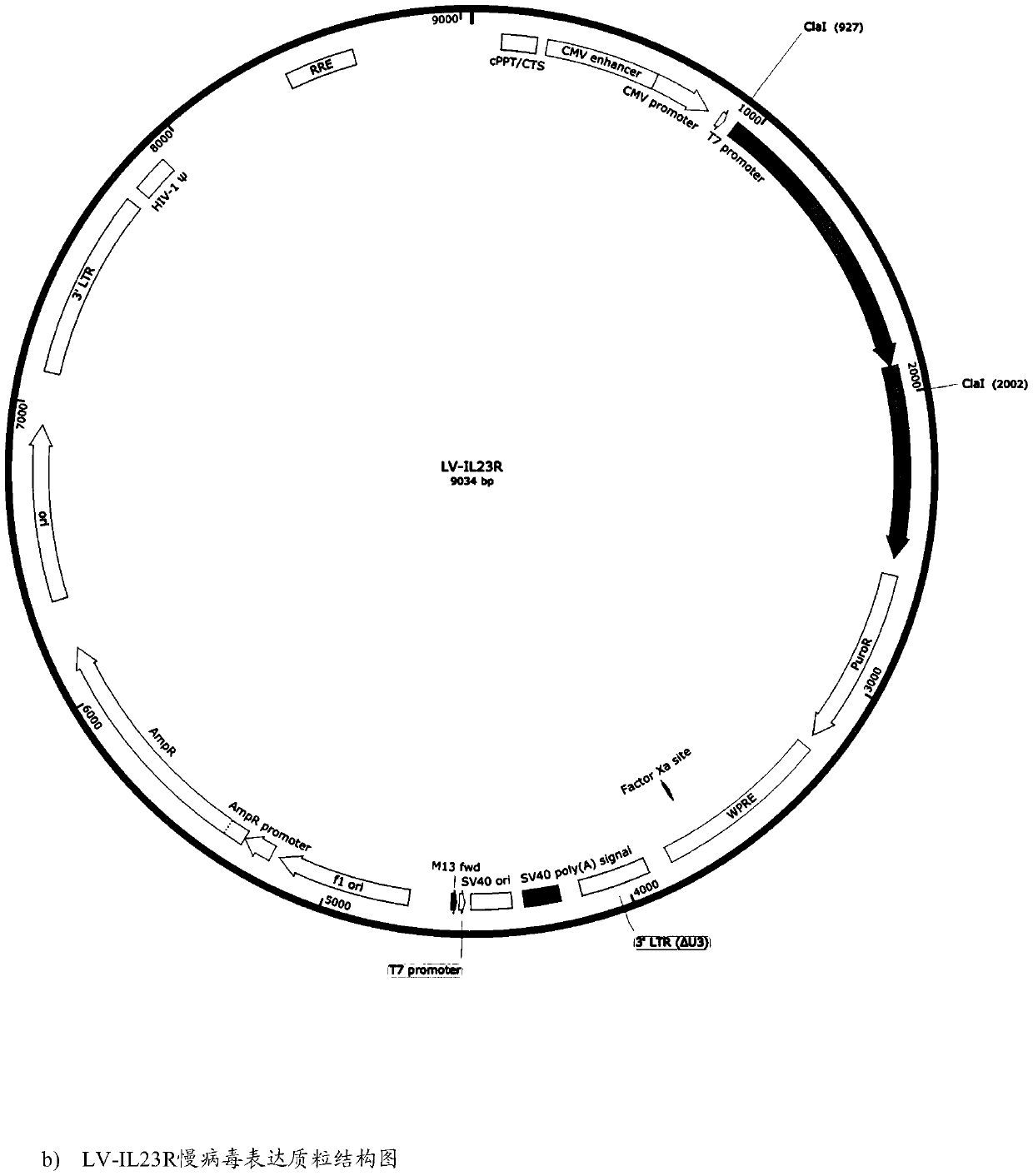 Mesenchymal stem cell for inhibiting Th17 cell activation as well as preparation method and application thereof