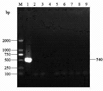 PCR (polymerase chain reaction) method for detecting Hokovirus for pigs