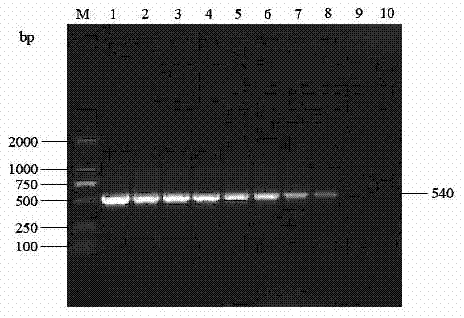 PCR (polymerase chain reaction) method for detecting Hokovirus for pigs