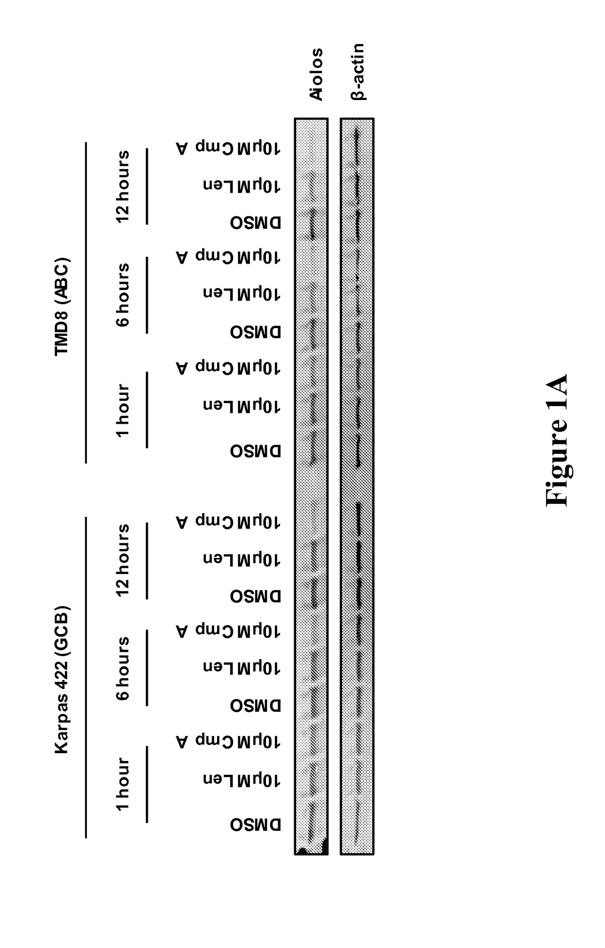 Methods for determining drug efficacy for the treatment of diffuse large b-cell lymphoma, multiple myeloma, and myeloid cancers