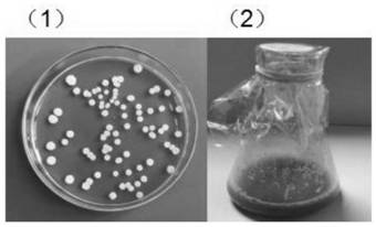 Strains and microbial inoculum for preventing and treating crop diseases as well as preparation method and application of strains and microbial inoculum