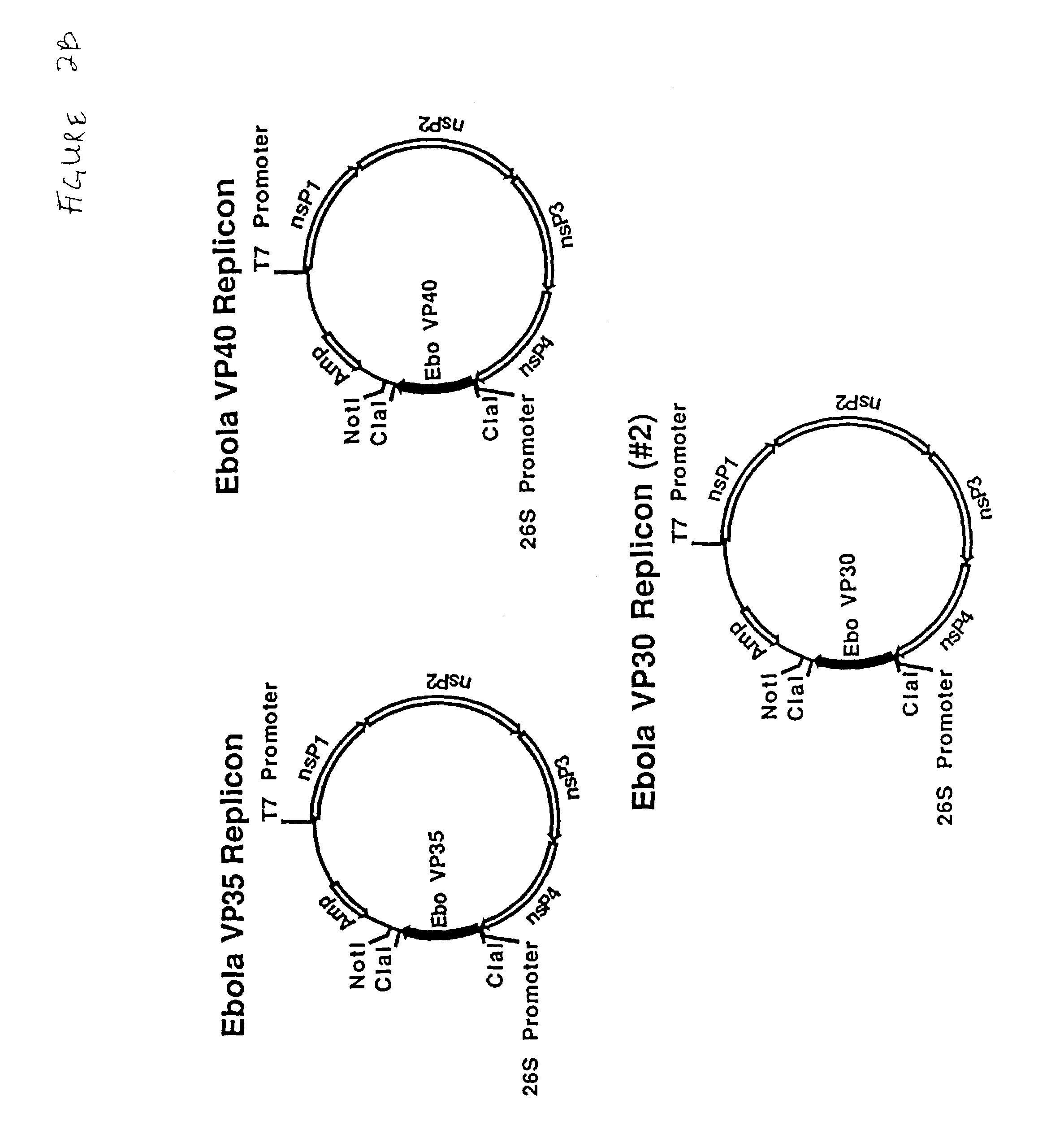 Ebola peptides and immunogenic compositions containing same