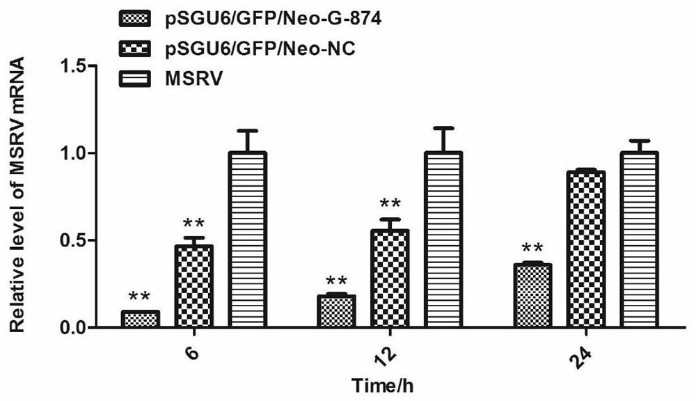 ShRNA for inhibiting replication of micropterus salmoides rhabdovirus and application of shRNA