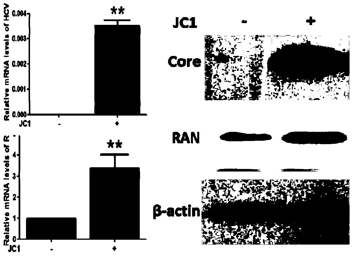 Small interfering RNA targeting human ran and its use in the preparation of anti-hepatitis C medicaments