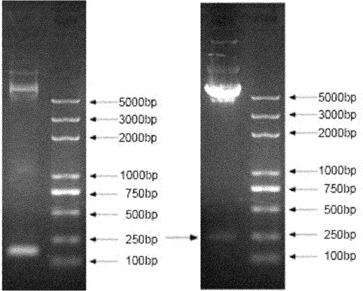 Kit for identifying miRNA (micro-ribonucleic acid) target genes and applications thereof