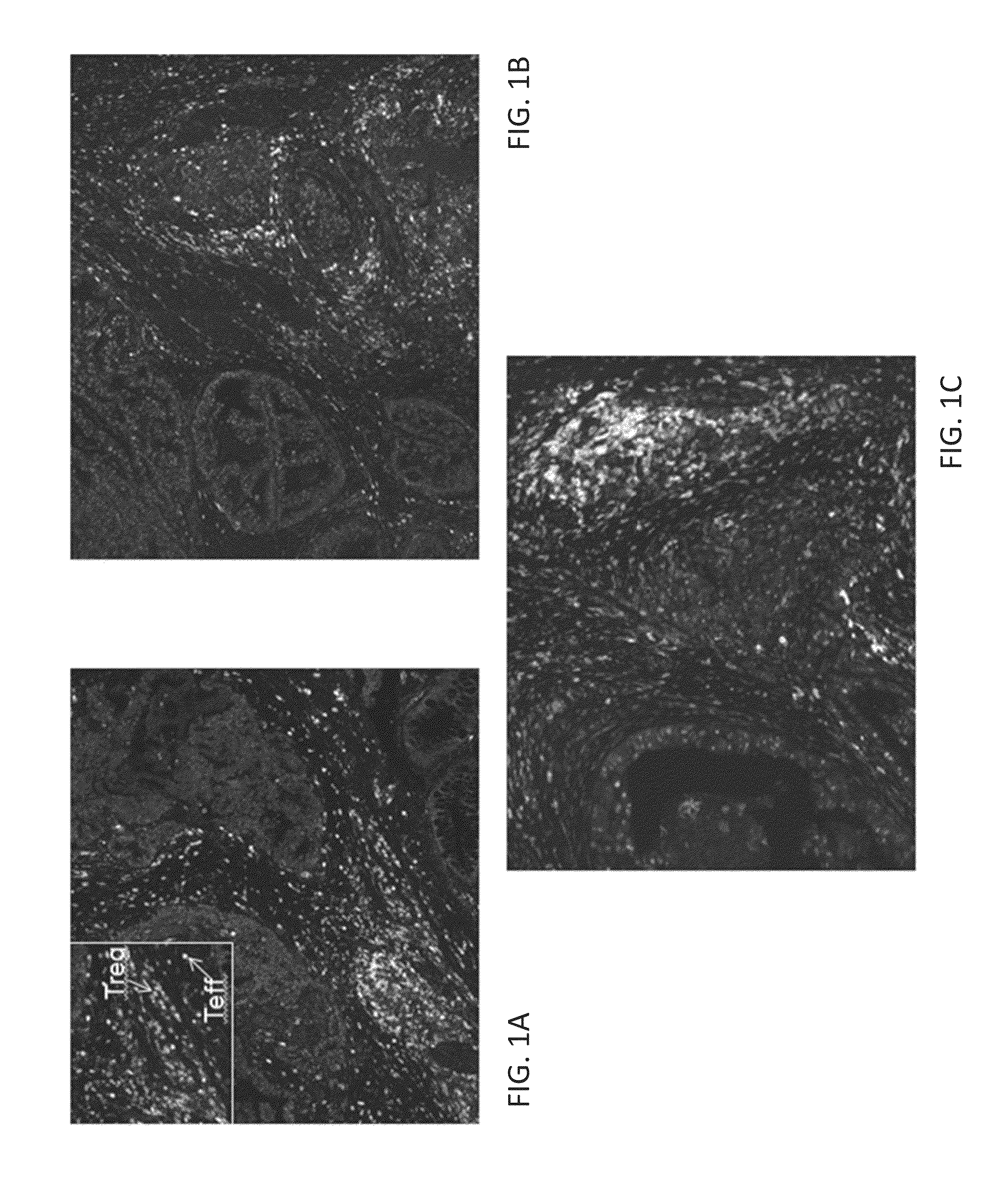 Assays for detecting t cell immune subsets and methods of use thereof