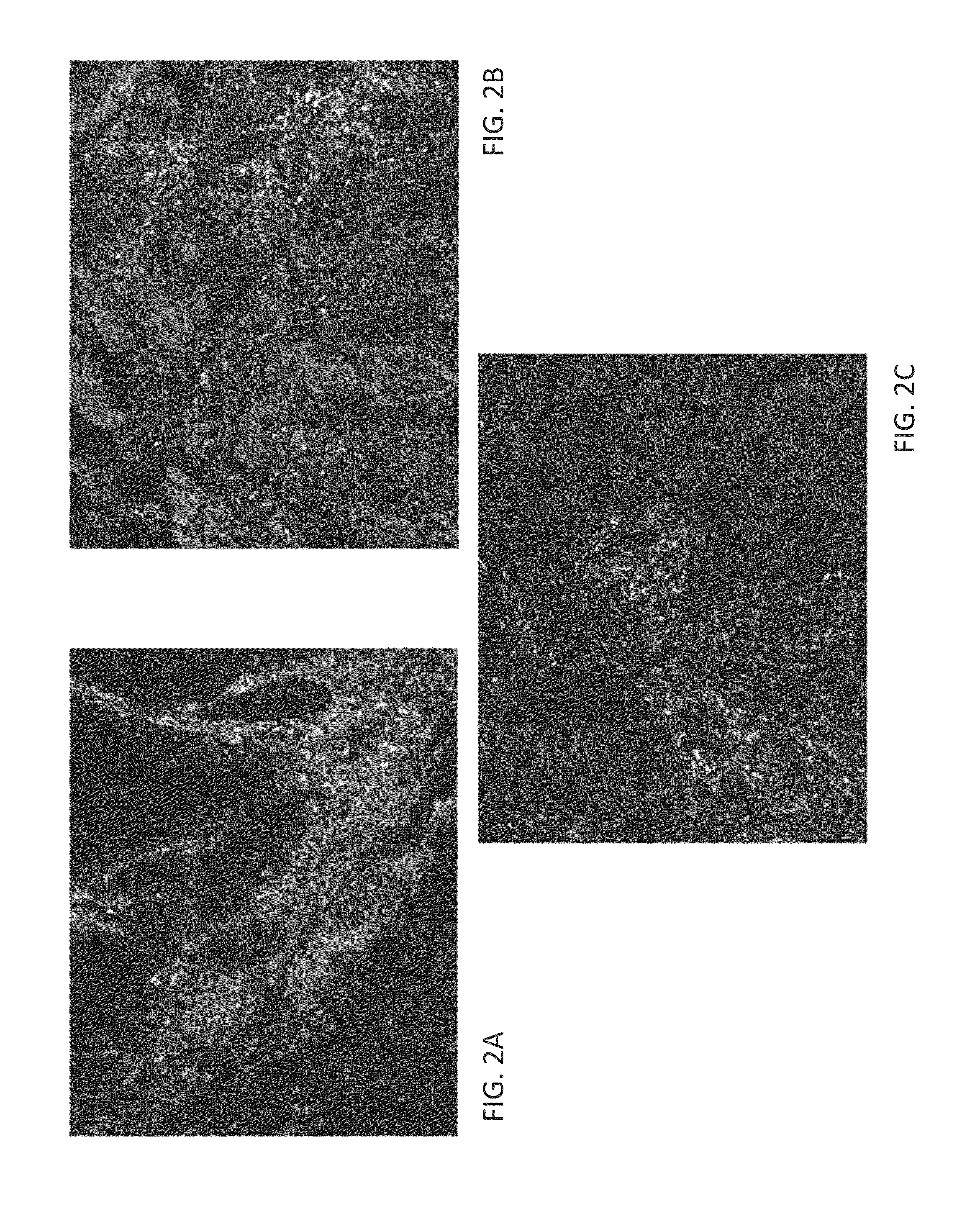 Assays for detecting t cell immune subsets and methods of use thereof