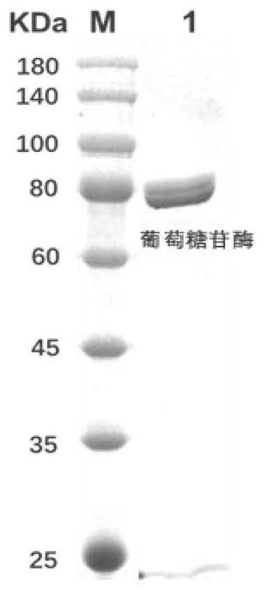 Method for preparing cycloastragenol by double-enzyme compounding conversion of astragaloside