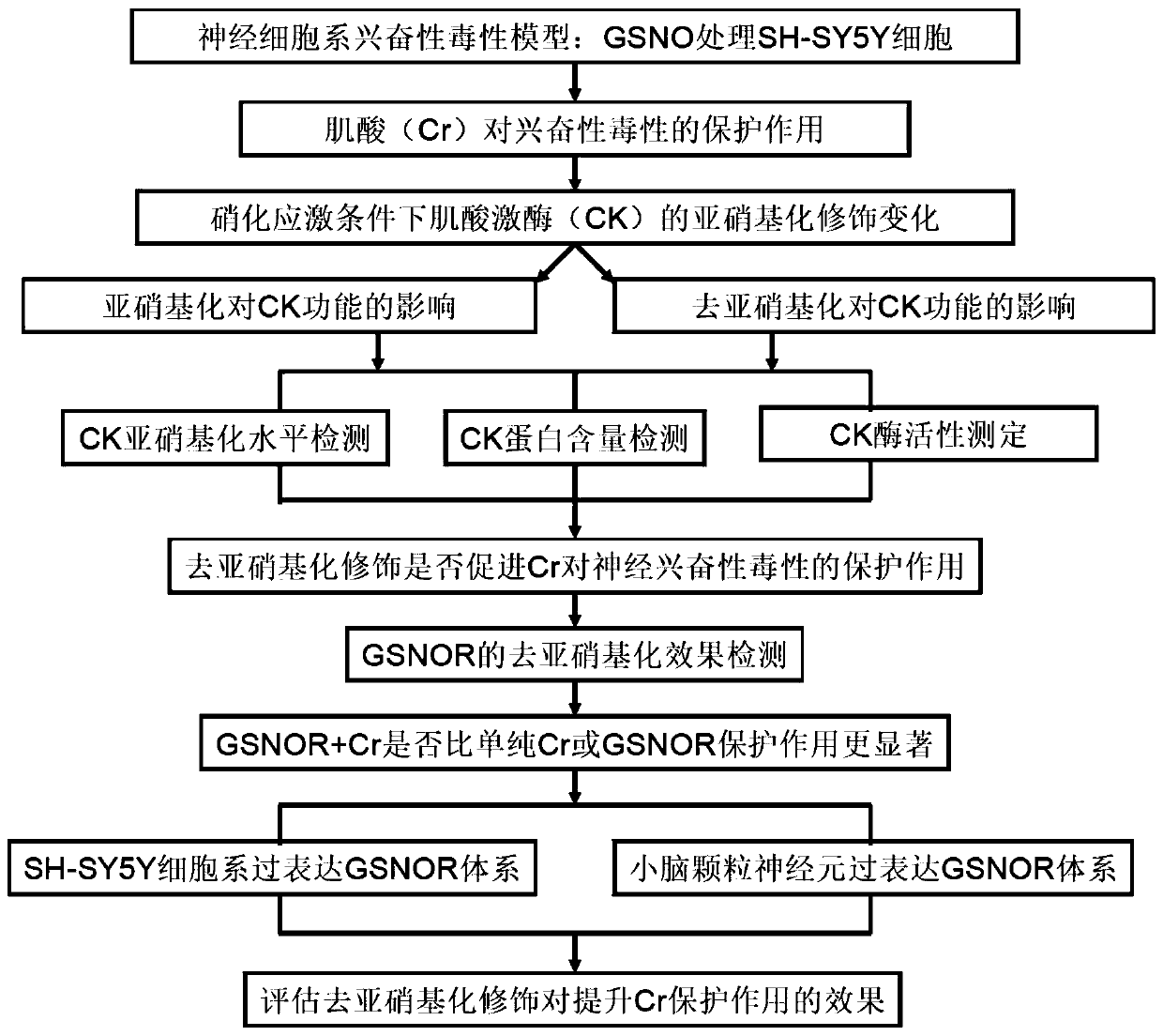 Method for improving protective effect of creatine on excitatory neurotoxicity