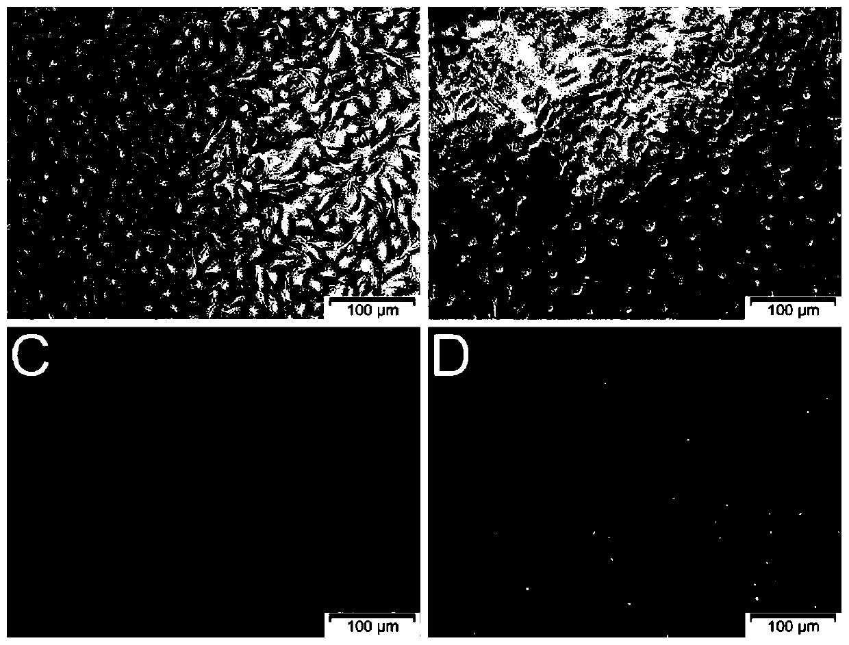 Method for improving protective effect of creatine on excitatory neurotoxicity