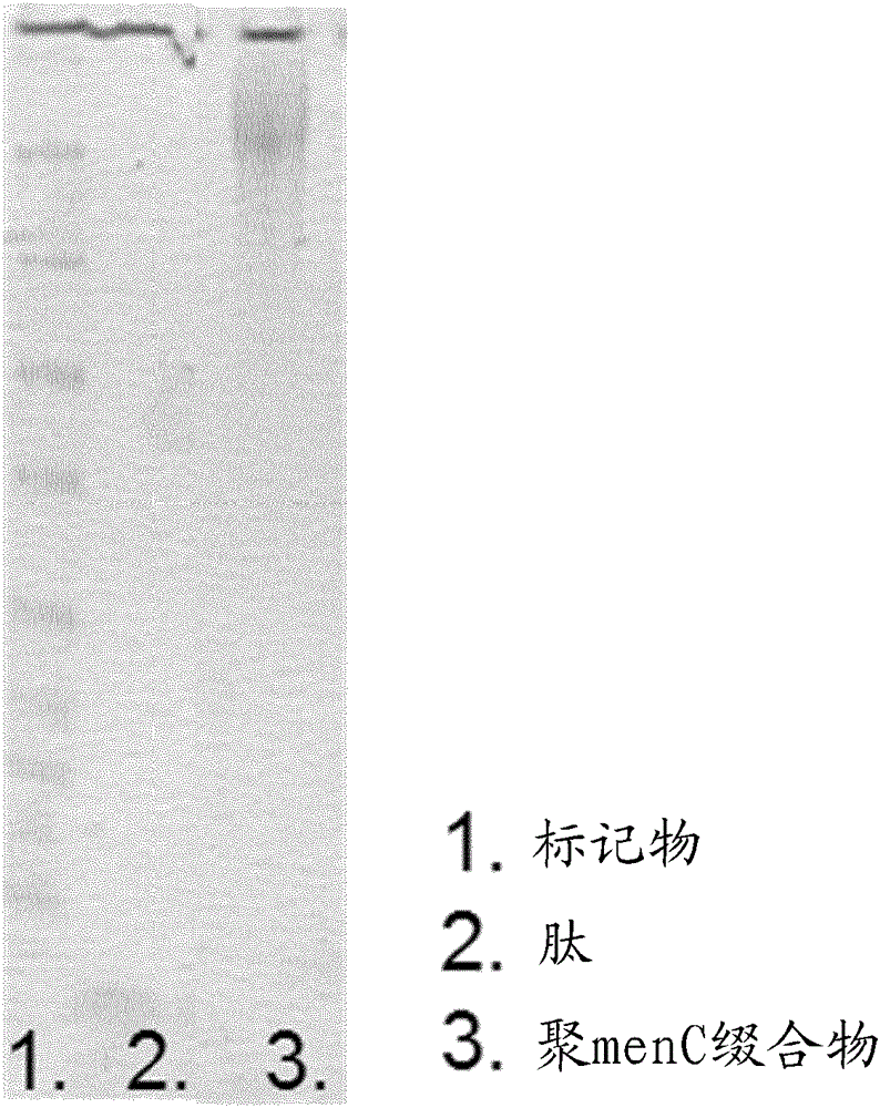 Nonlinear saccharide conjugates