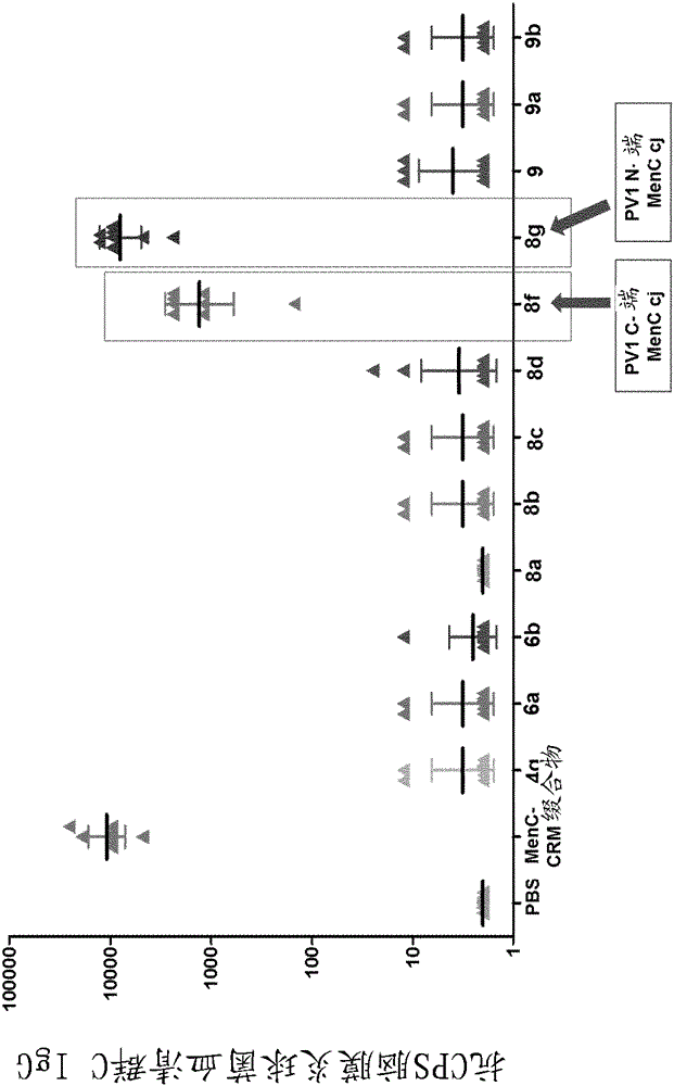 Nonlinear saccharide conjugates