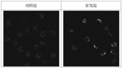 A kind of in vitro culture medium and culture method for porcine parthenogenetic activated embryo