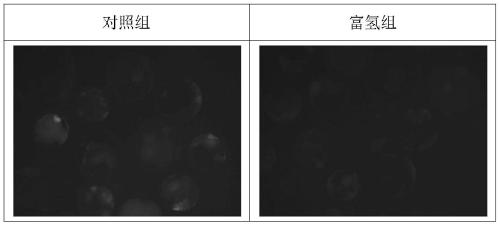 A kind of in vitro culture medium and culture method for porcine parthenogenetic activated embryo